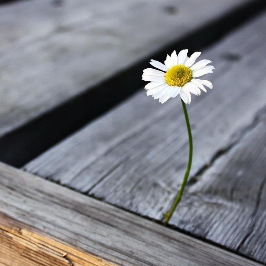 Daisy là biểu tượng của sự trong trắng, tinh khiết, đầy ý nghĩa về tình bạn và tình yêu. Với hình ảnh ý nghĩa của daisy, bạn sẽ thấy được sự tươi trẻ và ngọt ngào của công việc, cuộc sống và tình yêu, qua bức tranh tuyệt đẹp của hoa Daisy.